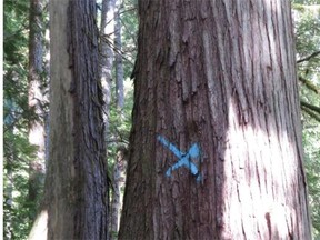 A large red cedar has been marked for logging in  the Walbran Valley on Vancouver Island where the B.C. Ministry of Forests has approved a cutting permit for Teal-Jones Group.