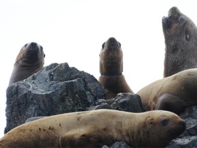 A male year-old Steller sea lion pup with a black rubber band, probably from a crab trap, around its neck. The pup died during a Vancouver Aquarium-led attempt to remove the rubber band near Ucluelet.