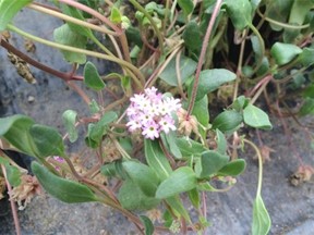 The modest pink blooms of the pink sand-verbena, one of Canada’s rarest and most endangered wild flowers, are being propagated for reintroduction to restored sand dune habitat by Parks Canada’s scientists, students and volunteers in Pacific Rim National Park Reserve on Vancouver Island’s stormy outer coast.