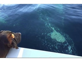 Victoria's Kyle Noble filmed two humpback whales breaching while he was fishing near Nanaimo on New Year's Day.