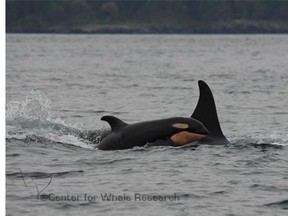 Baby orca spotted Oct. 25, 2015 in J pod. Designated J53, it is seen travelling with J17.