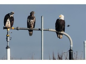 Birders flock to Vancouver dump to see thousands of bald eagles