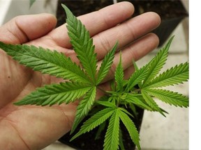RCMP have raided three marijuana dispensaries in Nanaimo, B.C.