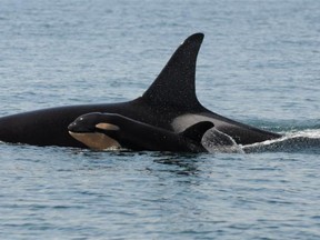 Eight babies were born this year to the southern resident orca population.