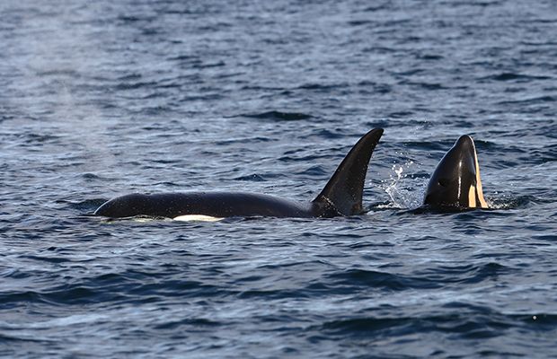 New Baby Orca Spotted With Endangered Pod Off B.C. Coast | Vancouver Sun