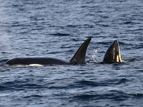 L123 can be seen with it's mother L103. The new orca calf L123's birth was confirmed this weekend by U.S.-based Center for Whale Research.