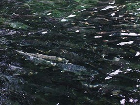 Millions of fish were released into the Chehalis River in 2015, the latest federal statistics show.