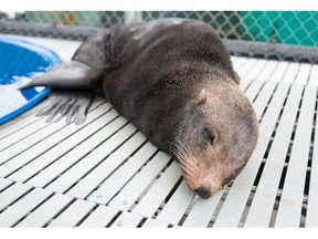 An adult male fur seal recued on a British Columbia beach, thousands of kilometres from its southern California home, has died at the Vancouver Aquarium.