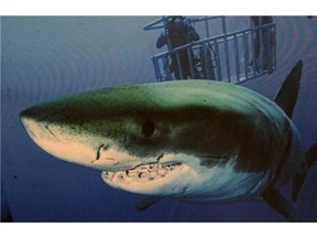 Vancouver’s Mike Lever of Nautilus Explorer started dive ecotourism on the BC coast but now operates exclusively in Mexico, including cage diving for great white sharks at Guadalupe Island.