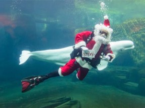 Vancouver Aquarium's Scuba Claus visits on Thursday, November 26, 2015. Scuba Claus appears for daily dives in the Canada's Arctic gallery with beluga whales Aurora and Qila, as well as dives in the Strait of Georgia exhibit.