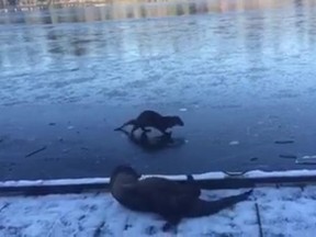 Stanley Park otters play on the frozen Lost Lagoon.