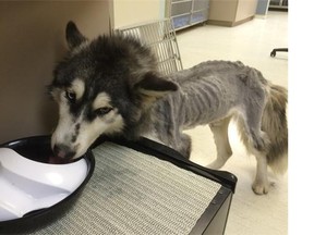 Willow, an emaciated female Siberian husky, at the BC SPCA shelter in Maple Ridge.