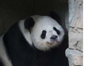 Giant Panda Tian Tian rests after an event featuring First Lady Michelle Obama and Madame Peng Liyuan, First Lady of the People's Republic of China, at the Giant Panda exhibit at the Smithsonian National Zoo on September 25, 2015 in Washington, DC.