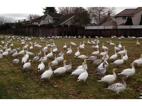 A record one million birds were chased away from YVR last year, attributed in large part to increased numbers of wintering snow geese.