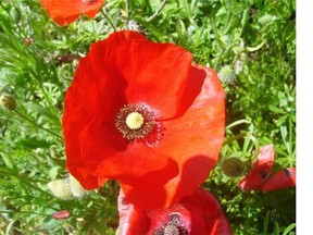 Papaver rhoeas, Remembrance Day poppy