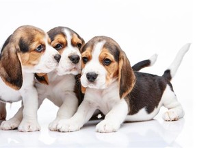 People looking to get a new puppy need to be smart, informed and guarded to avoid being misled.