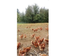 The poultry industry says free-range chickens are increasing the risk of avian flu transfer to more intensive commercial operations in the Fraser Valley. Photo courtesy of BC Egg Marketing Board.