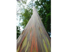 Rainbow eucalyptushas stunning bark with mottled patches of red, pink and green.