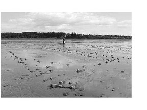 The remains of a large-scale First Nations fishery at low tide.