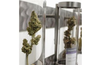 The Reponsibile Marijuana Retail Alliance of B.C. is hoping, if marijuana is legalized, it will be sold in B.C. in liquor stores.