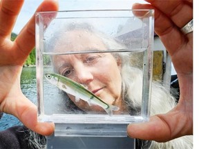 Researcher Alexandra Morton checks out young salmon for sea lice.