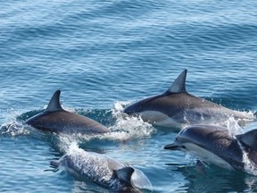 Two schools of short-beaked common dolphins have been confirmed about 40 nautical miles off southwestern Vancouver Island. Three dead animals have been discovered since 1953 off the B.C. coast, but these are the first live ones observed.