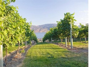 It should be another exciting year in the Okanagan, where change is becoming an every vintage affair.