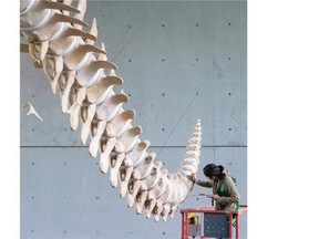 Skeleton articulator Michi Main uses paint to touch up spots on the tail of a 25-metre suspended blue whale skeleton during its first cleaning, repair and inspection since being installed at the University of British Columbia Beaty Biodiversity Museum in 2010, in Vancouver, B.C., on Tuesday November 10, 2015. The whale skeleton is the largest suspended and internally supported skeleton in the world according to the university. It belongs to a female whale that washed up on the coast of Prince Edward Island in 1987. UBC acquired the rights to recover the skeleton in 2007 after it was buried for two decades.