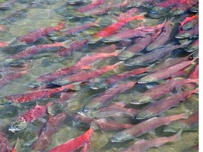 UBC researchers followed more than 2,000 sockeye salmon for four years.