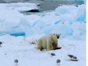 On one of the sorties, passengers spot a 500-kilogram polar bear feeding on a seal.