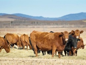 South Korea, a major importer of Canadian beef, has lifted its temporary ban, put in place after a case of mad cow disease in Alberta in February.