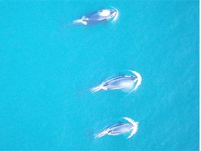 Southern resident killer whales from the air. This population subsists on salmon and they occupy waters busy with ship and boat traffic.
