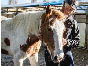 Southlands Riding Club Rescue Program trainer Robyn Hunt, with Swagger. The pony was rescued at auction by a successful bid against a meat buyer from Eugune, Oregon.