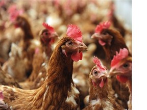 The BC SPCA wants to collaborate with the poultry industry on cases involving animal welfare concerns.