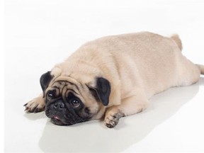 Studies have shown that obese dogs are at a greater risk of premature death and a range of diseases, such as diabetes, osteoarthritis and cancer.