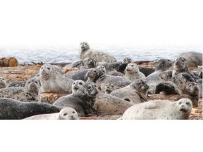 A new study shows that historic high levels of harbour seals are taking a big bite out of juvenile chinook and coho populations in the Strait of Georgia. Photo courtesy of Benjamin Nelson.