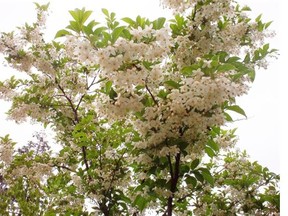 Styrax japonica is a modern addition to Vancouver’s 140,000 street trees.