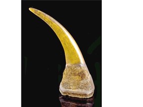 This rhinoceros horn was auctioned for $228,000 at Maynard’s in Vancouver on Nov. 21. It is believed to date to the 19th century. For a John Mackie story in The Vancouver Sun.