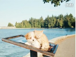 Toby and Sky are the stars of a Tourism Vancouver video that is wildly popular in China.