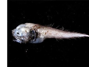 A bony-eared assfish is shown in a handout photo. The Royal BC Museum in Victoria has put on display a fish with a large head, small brain and unflattering name: a bony-eared assfish. THE CANADIAN PRESS/HO- Royal BC Museum