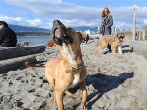 An off-leash dog park in Vancouver.