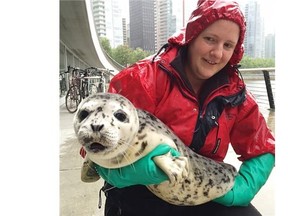 A Vancouver Aquarium staff member picks up a seal at the Harbour Air terminal. This is the fifth year the float plane company has beein involved in airlifting seals requiring help to Vancouver Aquarium’s marine mammal rescue centre.