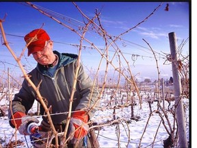 The vineyards may be sleeping until spring in the Okanagan Valley but there are select wine tasting rooms that welcome visitors throughout the winter season.