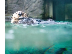 Walter the blind sea otter, rescued from Tofino after being shot more than two years ago, died Wednesday at the Vancouver Aquarium.