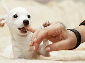 When a dog bites, even after the victim was warned to stay away, a host of issues including the age of the victim, the size of the dog, the length of the leash with be taken into account.