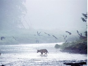 Wolves and eagles cruising a coastal stream in B.C.’s Great Bear Rainforest.