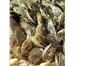 The Okanagan Basin Water Board wants the B.C. government set up eight inspection stations along the Alberta and Washington state borders to stop the spread of invasive zebra and quagga mussels into the province.