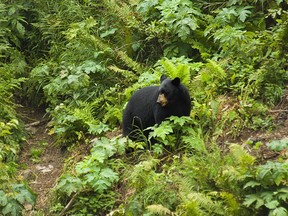 My encounter with a bear showed me a different way to think about our connection with all life