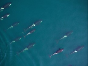 A group of northern residents killer whales swim off Northern Vancouver Island. Images like this allow researchers to assess body condition of individual killer whales by using measurements of girth. Credit: Vancouver Aquarium & NOAA.