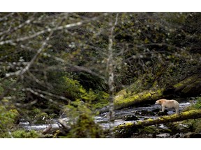 The B.C. government is increasingly buying credits from a First Nation consortium whose traditional territory encompass the Great Bear Rainforest on B.C.’s central coast.